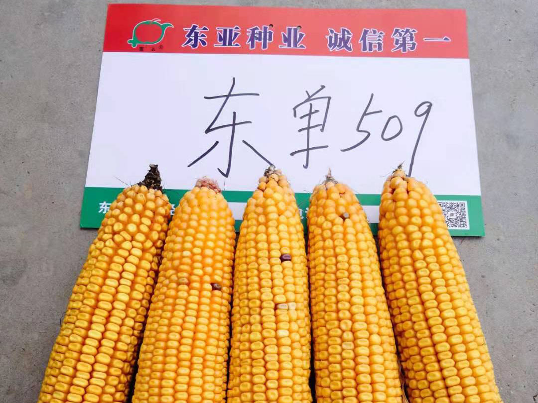 东单509