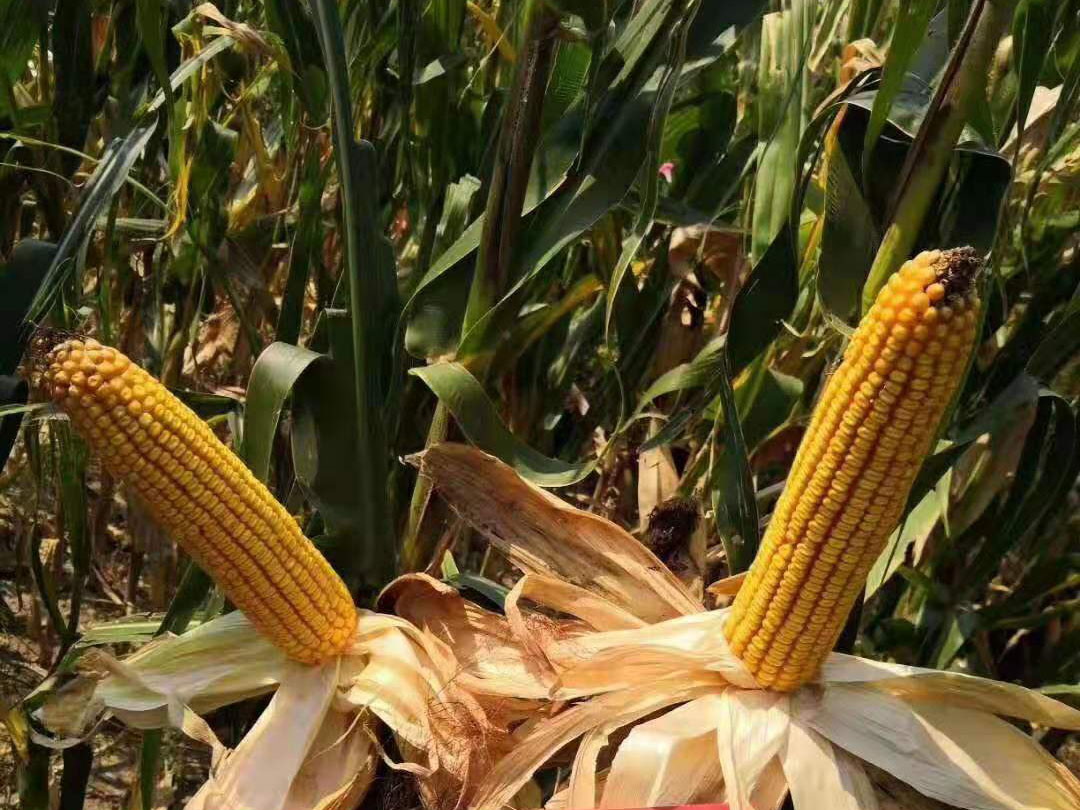 2021年农产品市场：美国大豆供应过剩的接力棒将被传给玉米_库存