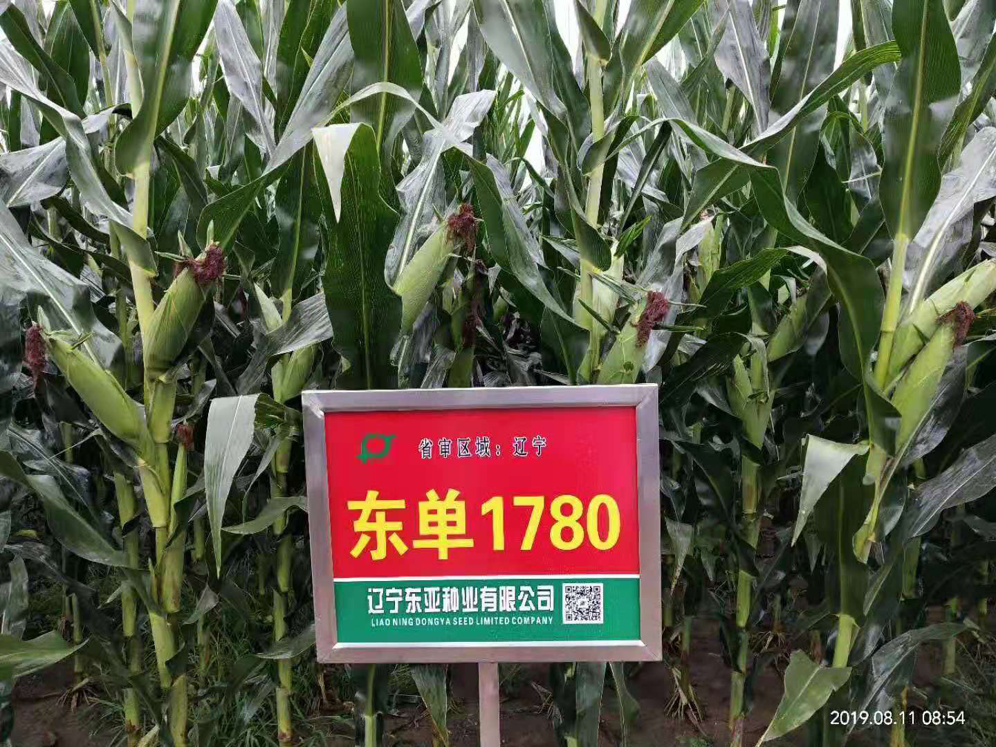 东单1780