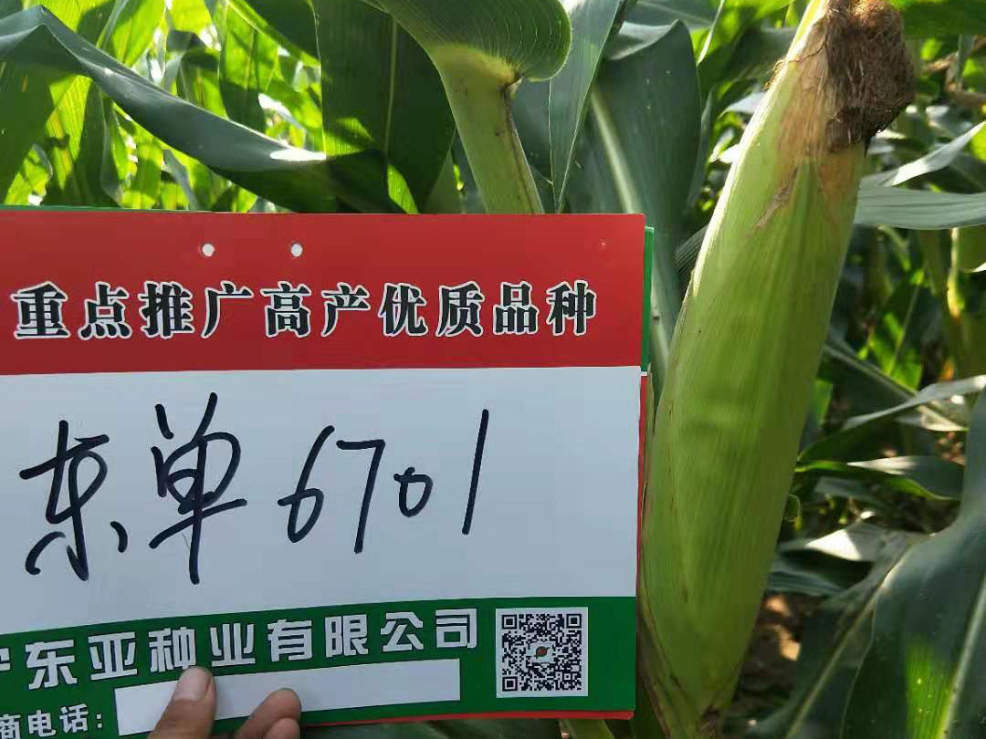 东单6701