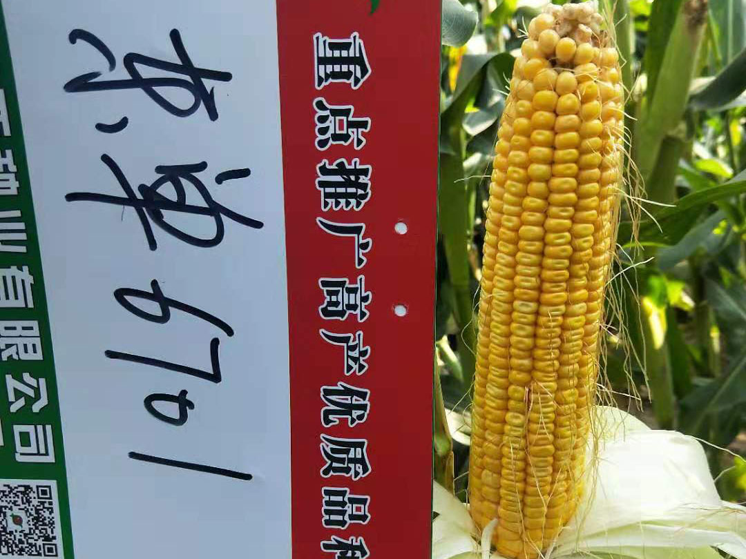 玉米种子图片素材-编号11730760-图行天下