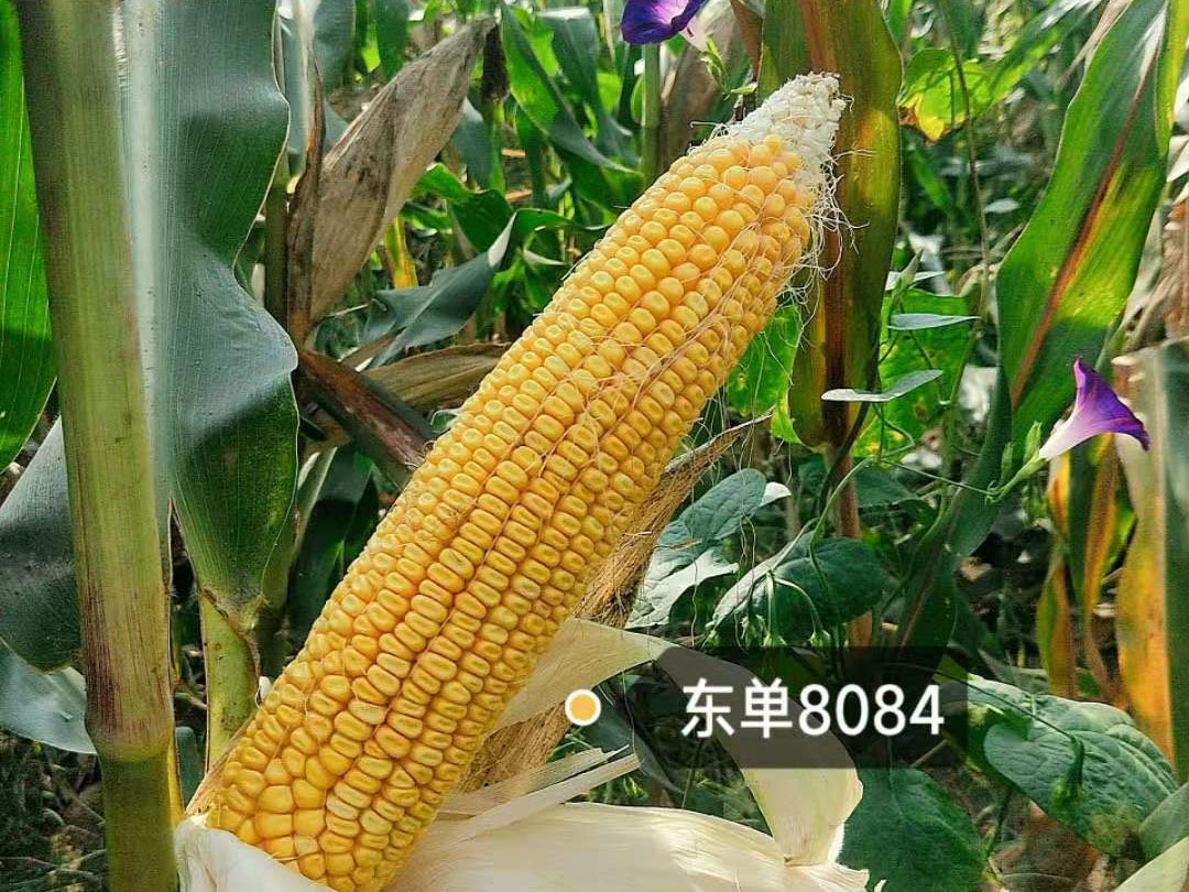 东单8084