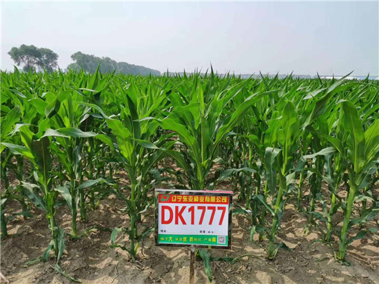 DK1777