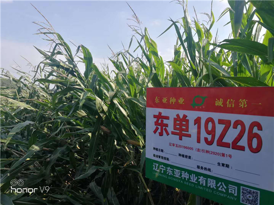 东单19Z26