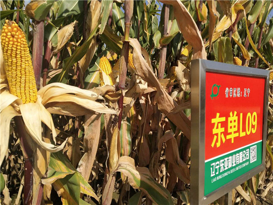 东单L09